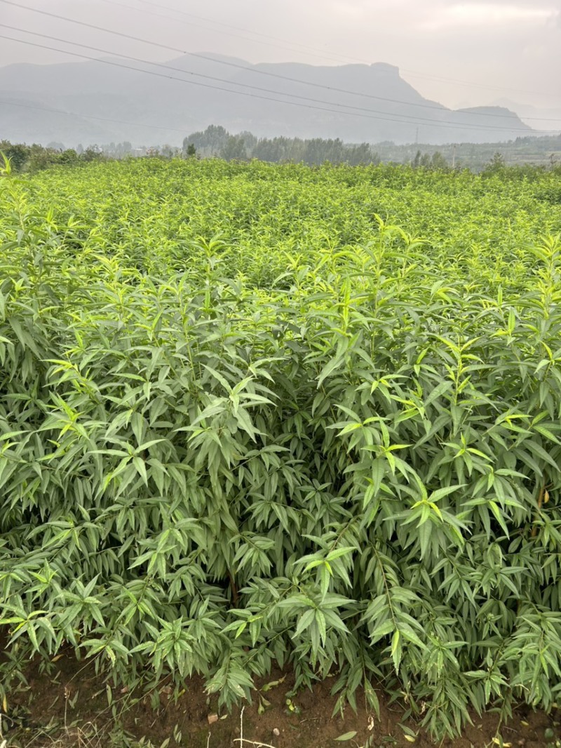 毛桃苗山东桃树实生苗山区苗圃耐寒山桃苗/对接全国采购商