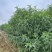 毛桃苗山东桃树实生苗山区苗圃耐寒山桃苗/对接全国采购商