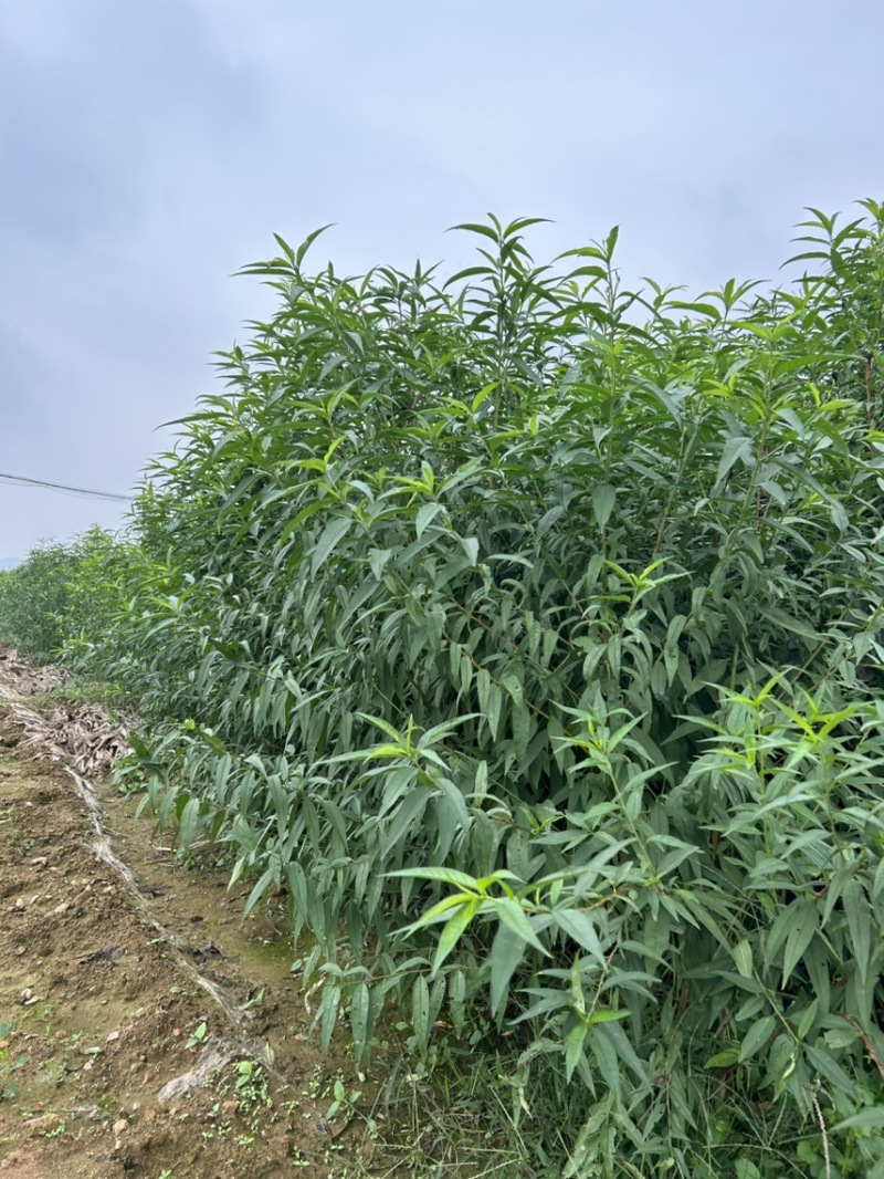 毛桃苗山东桃树实生苗山区苗圃耐寒山桃苗/对接全国采购商
