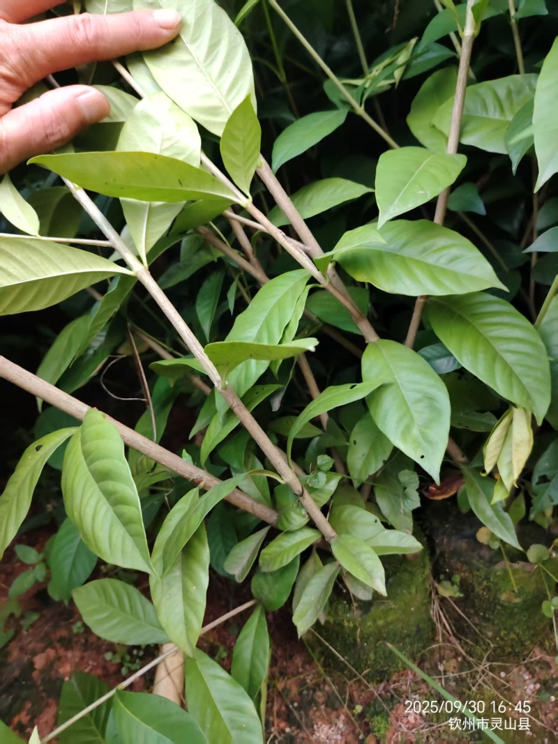 广西钦州灵山县黄栀子苗种子苗杯苗基地直发