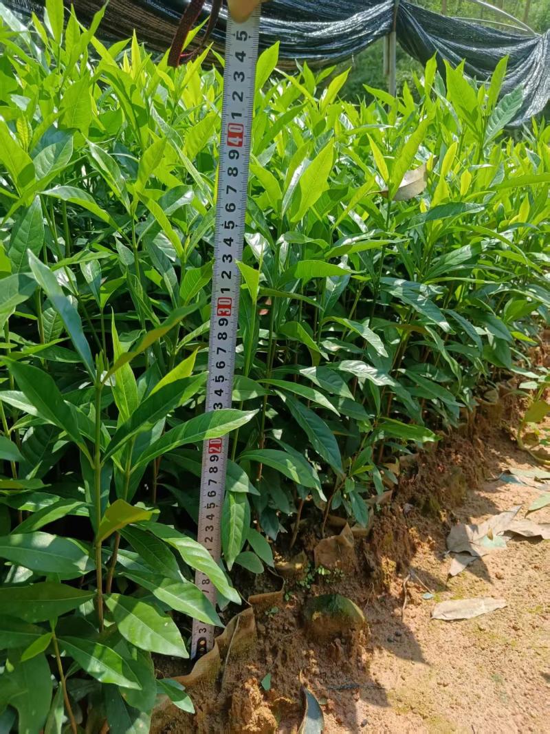 广西钦州灵山县黄栀子苗种子苗杯苗基地直发