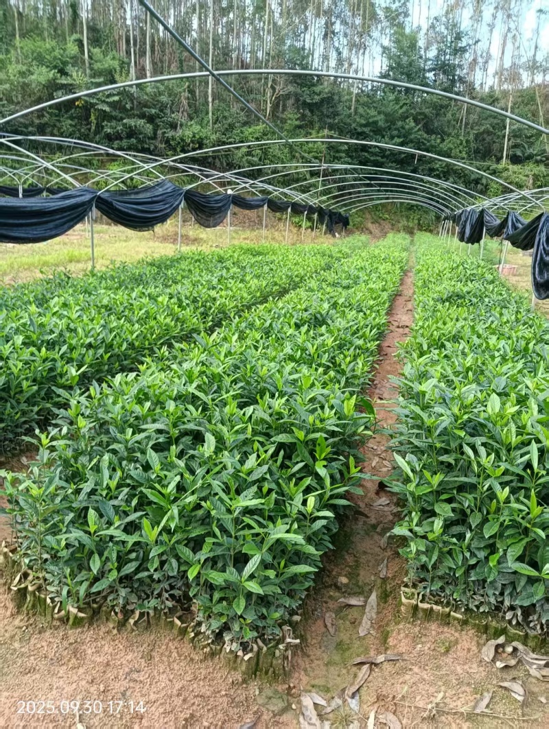 广西钦州灵山县黄栀子苗种子苗杯苗基地直发