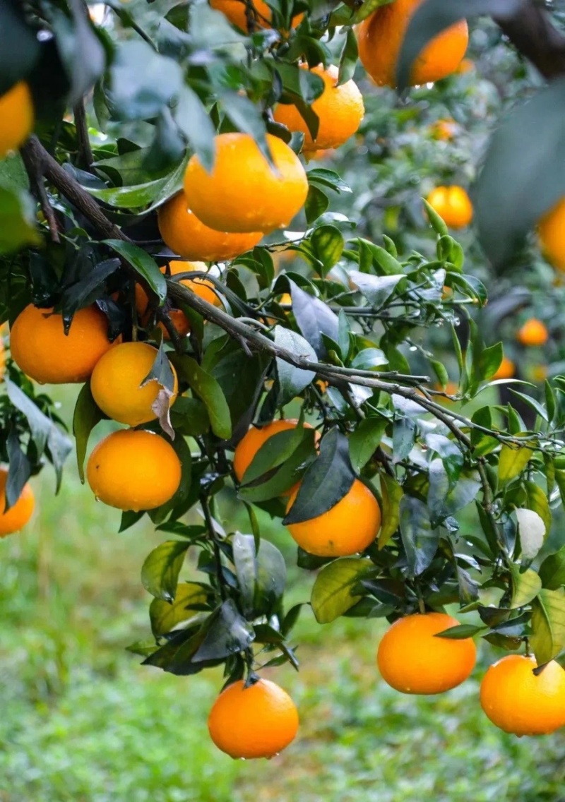 爱媛38号果冻橙品质保证服务周到产地直发价格美丽