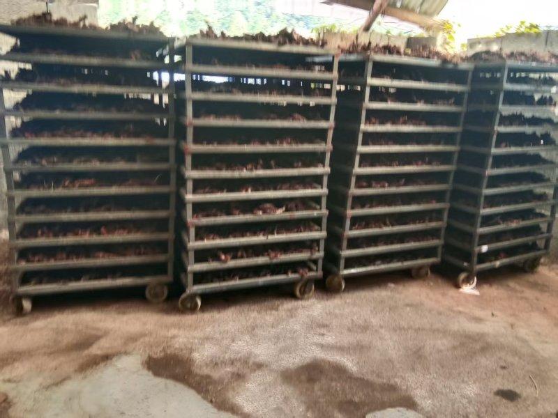 骨碎补，中药材原产地，工厂直加工，品质优良