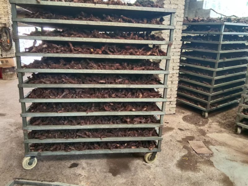 骨碎补，中药材原产地，工厂直加工，品质优良