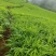 小黄姜种植基地