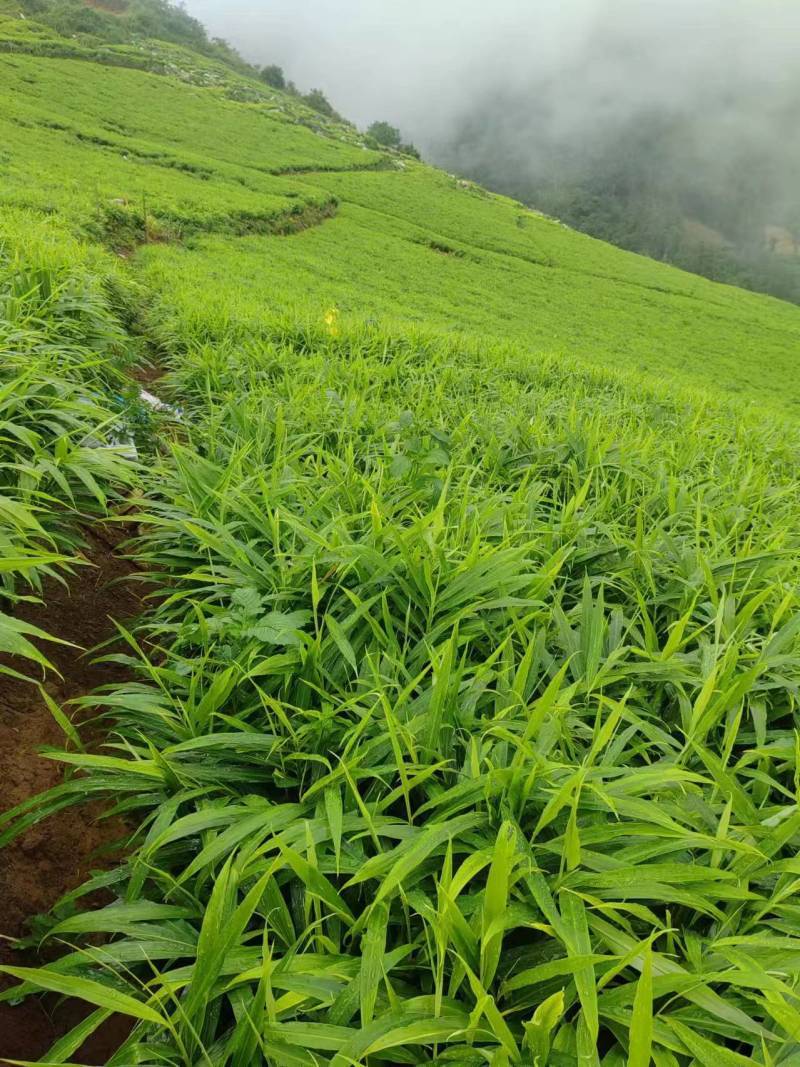 小黄姜种植基地