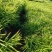 小黄姜种植基地
