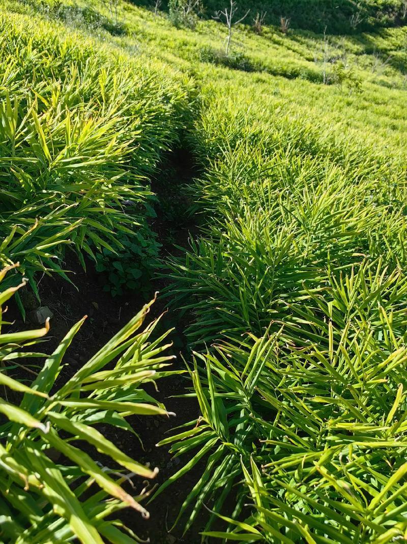 小黄姜种植基地