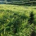 小黄姜种植基地