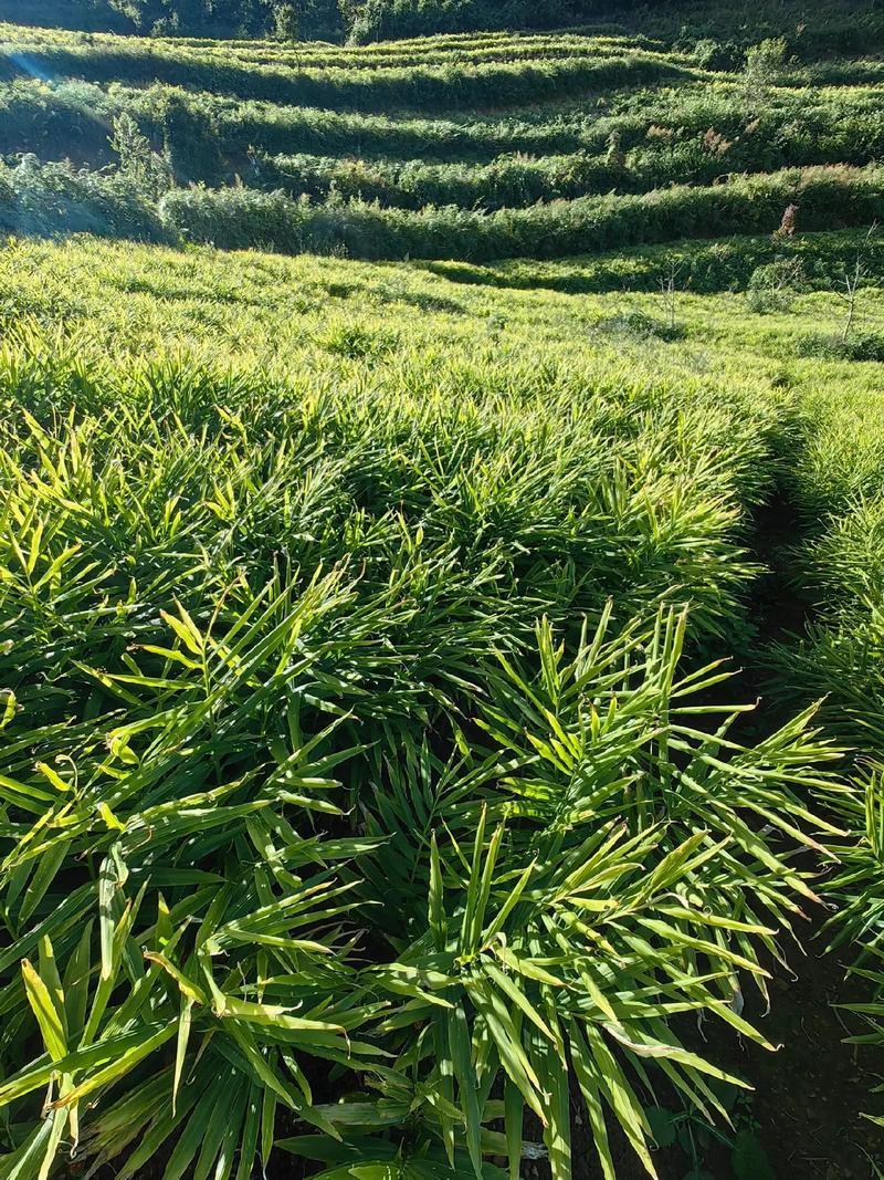 小黄姜种植基地