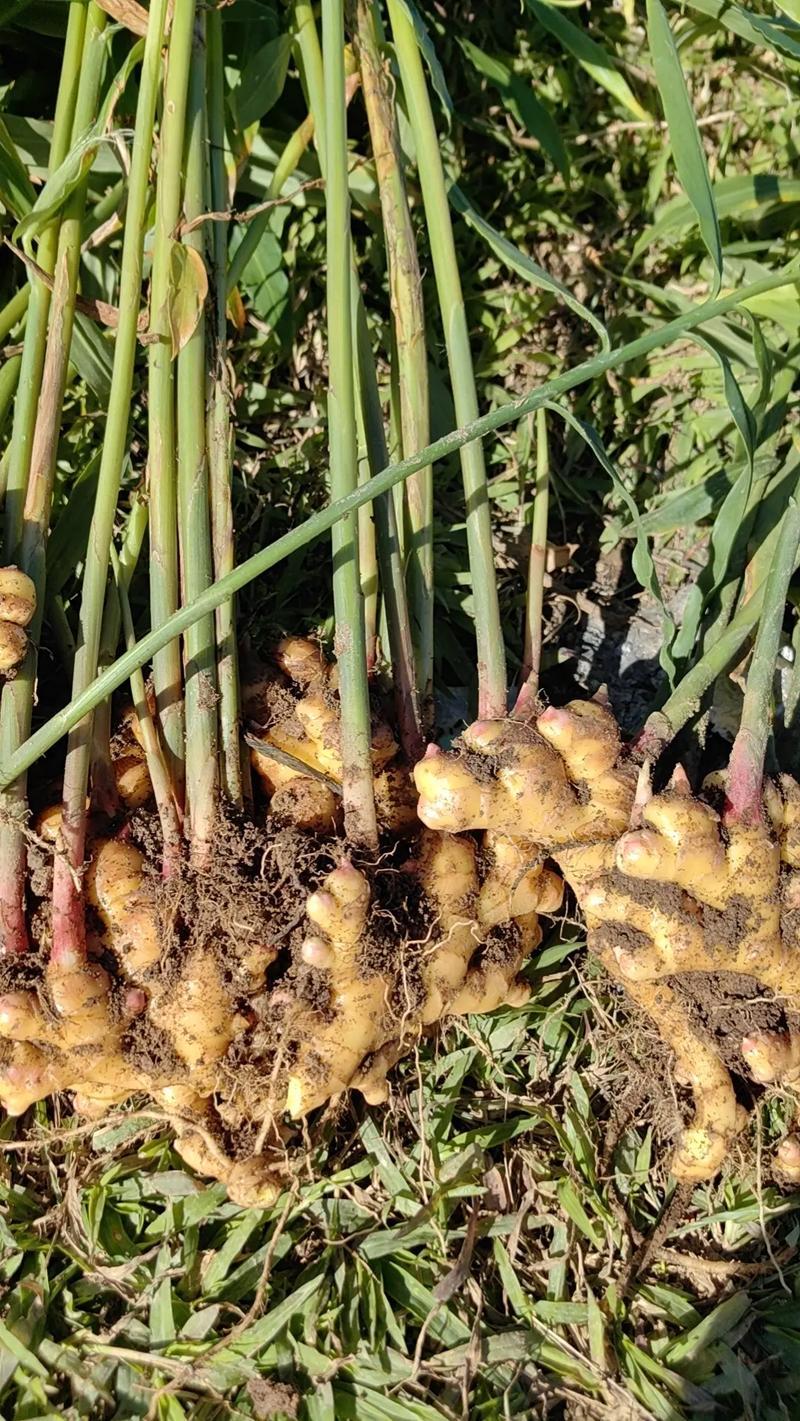 小黄姜种植基地