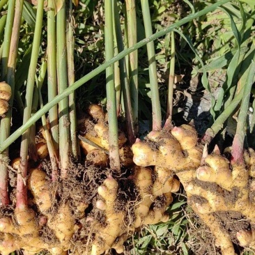 小黄姜种植基地