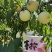 映霜红冬桃