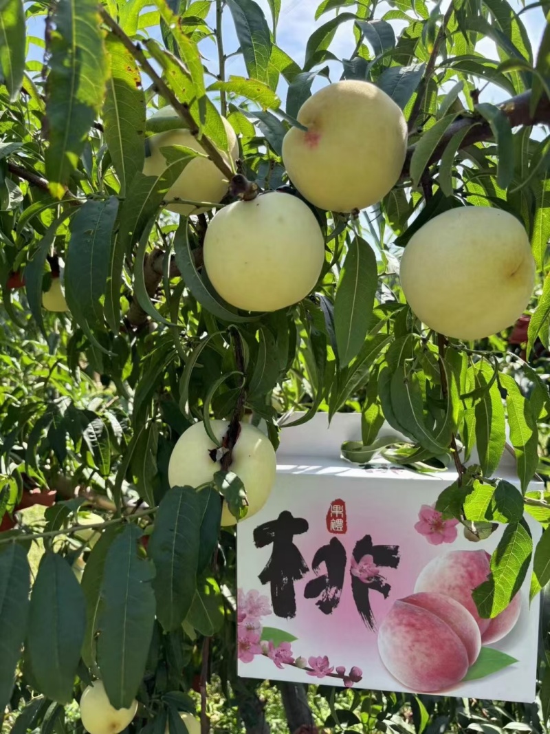 映霜红冬桃