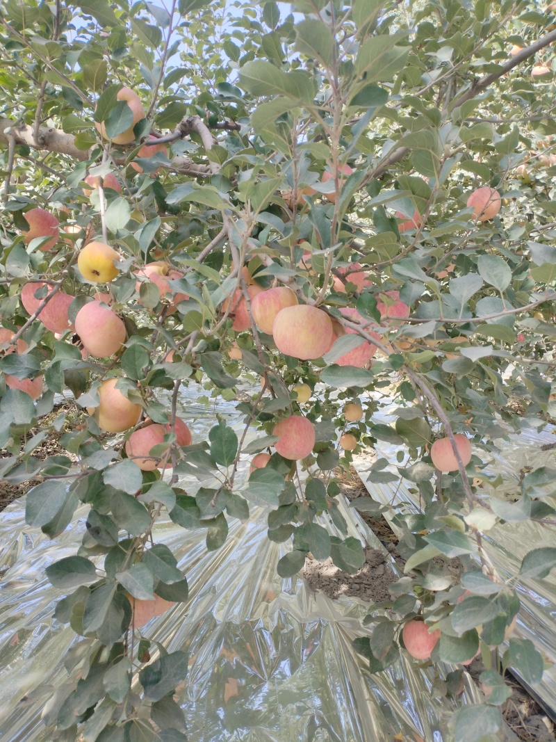新疆阿克苏地区阿拉尔市团场晚熟富士大量订购开始