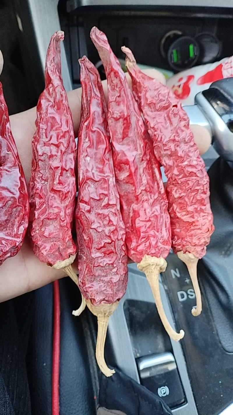 红龙23大量现货新货已开卖，价格实惠支持一件代发