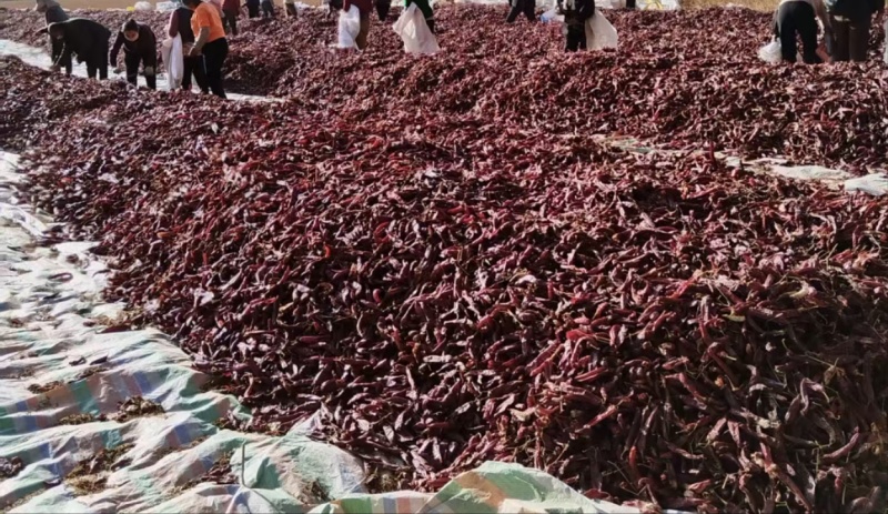 红龙23大量现货新货已开卖，价格实惠支持一件代发