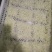 冬瓜丁批发速冻冬瓜丁货量充足可视频看货