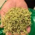 金银花二花双花忍冬自产自销量大从优质量可靠