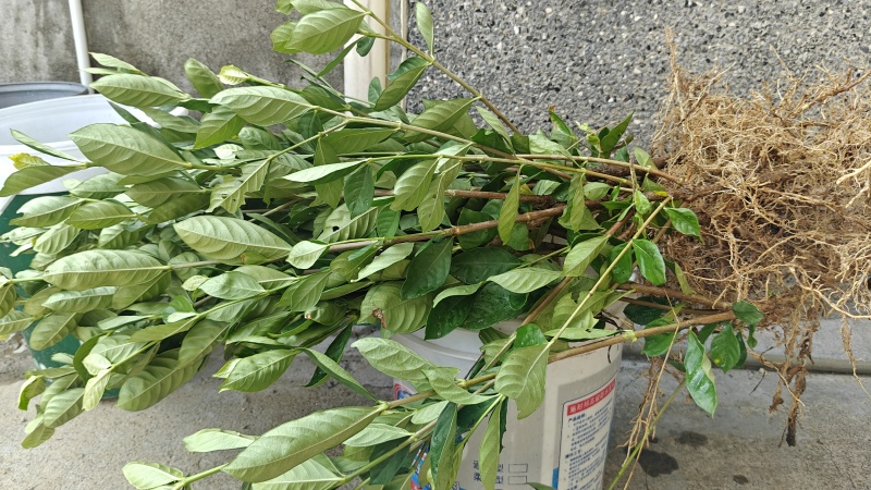水栀子扦插苗，根系发达，地径粗壮，当年栽植当年结果。