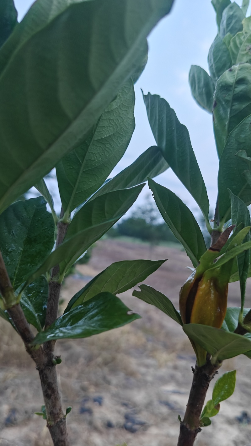 水栀子扦插苗，根系发达，地径粗壮，当年栽植当年结果。