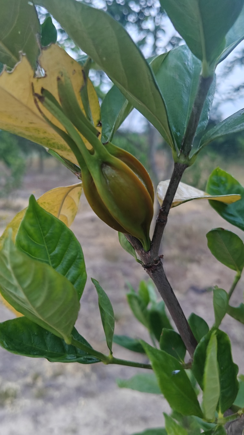 水栀子扦插苗，根系发达，地径粗壮，当年栽植当年结果。