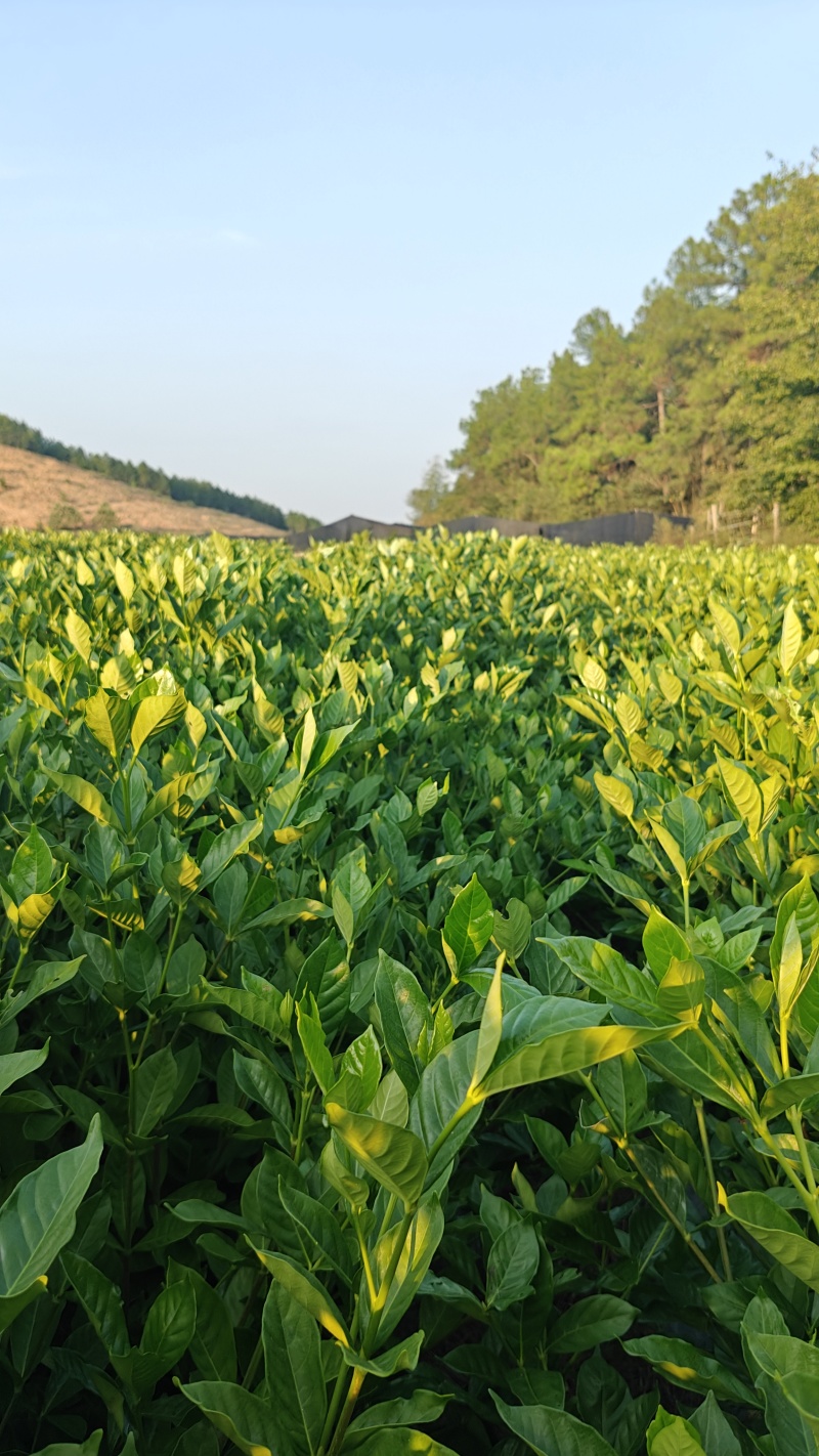 水栀子扦插苗，根系发达，地径粗壮，当年栽植当年结果。