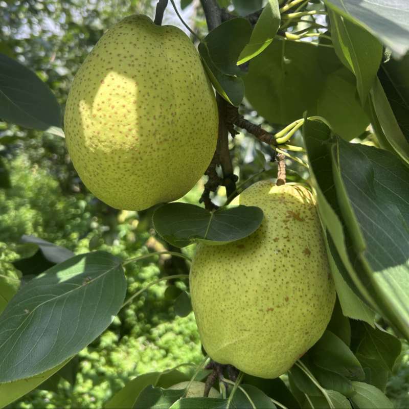 大量金花梨批发