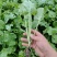 四川基地油菜苗，大量有货，价格美丽，全国发货。