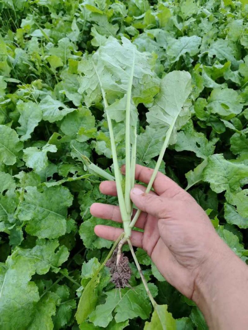 四川基地油菜苗，大量有货，价格美丽，全国发货。