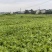四川基地油菜苗，大量有货，价格美丽，全国发货。