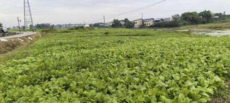 四川基地油菜苗，大量有货，价格美丽，全国发货。