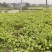 四川基地油菜苗，大量有货，价格美丽，全国发货。