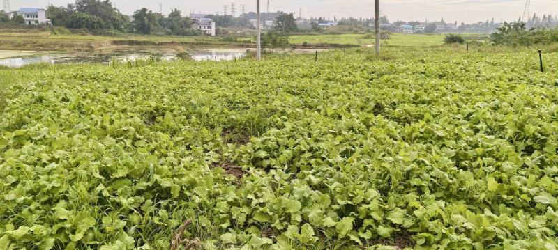 四川基地油菜苗，大量有货，价格美丽，全国发货。