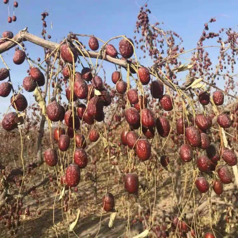 新疆灰枣基地直发货源充足价格优惠可视频看货