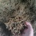 云南滇红茶散装野生红勐海熟普古树白茶质量保证可视频看货