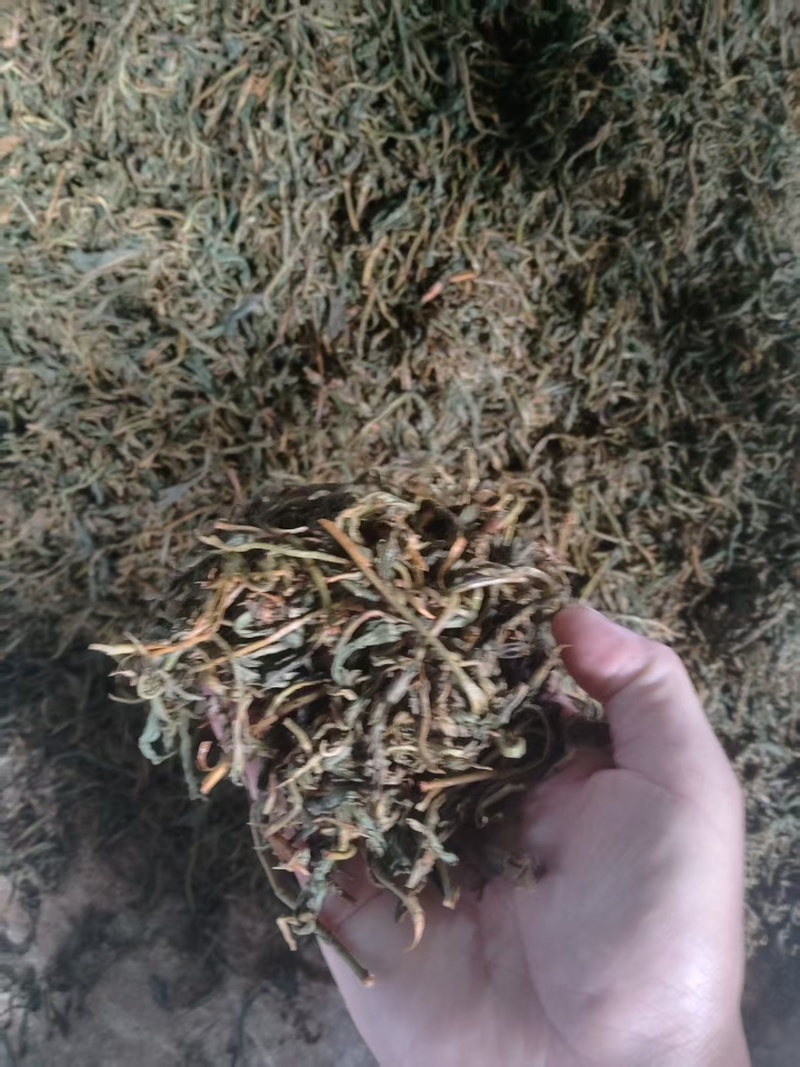 云南滇红茶散装野生红勐海熟普古树白茶质量保证可视频看货
