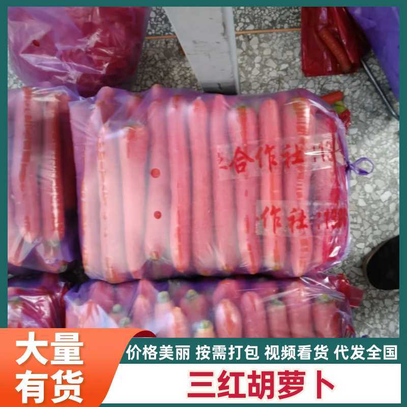 陕西大荔三红胡萝卜大量上市产地直发量大从优欢迎来电