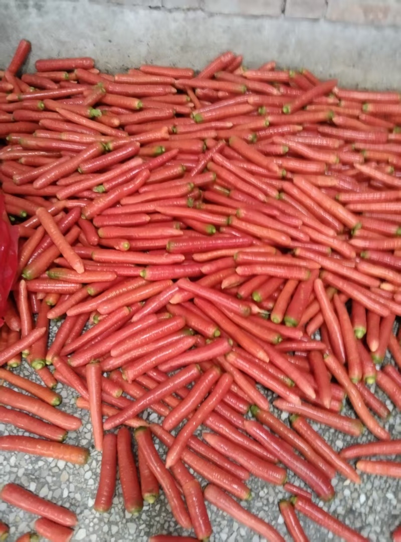 陕西大荔三红胡萝卜大量上市产地直发量大从优欢迎来电