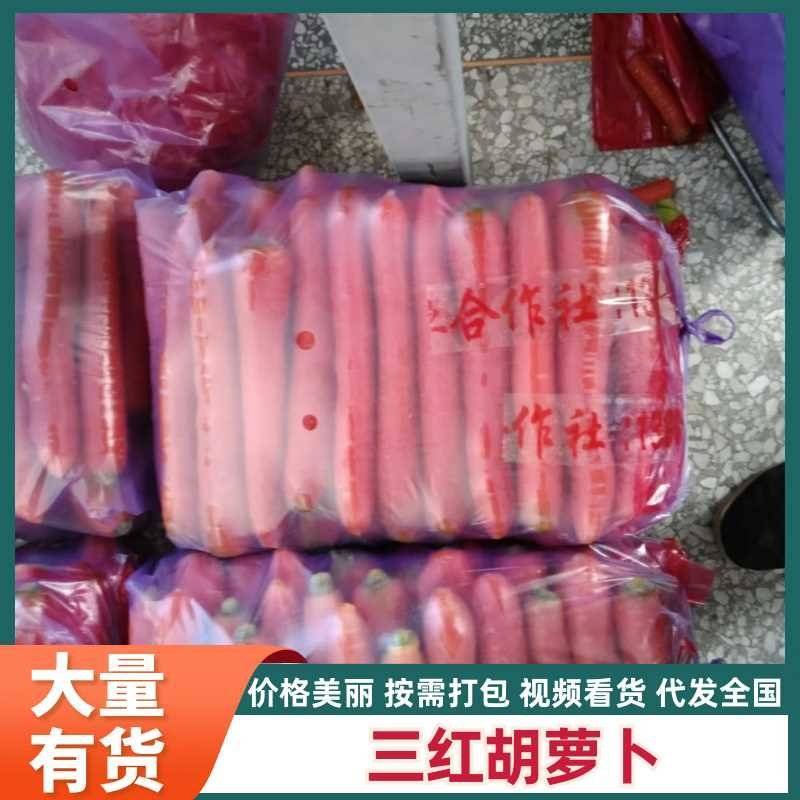 陕西大荔三红胡萝卜大量上市产地直发量大从优欢迎来电