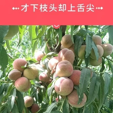 《畅销推荐》沂蒙山冬桃系列基地直发保质保量一条龙服务