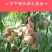 《畅销推荐》沂蒙山冬桃系列基地直发保质保量一条龙服务