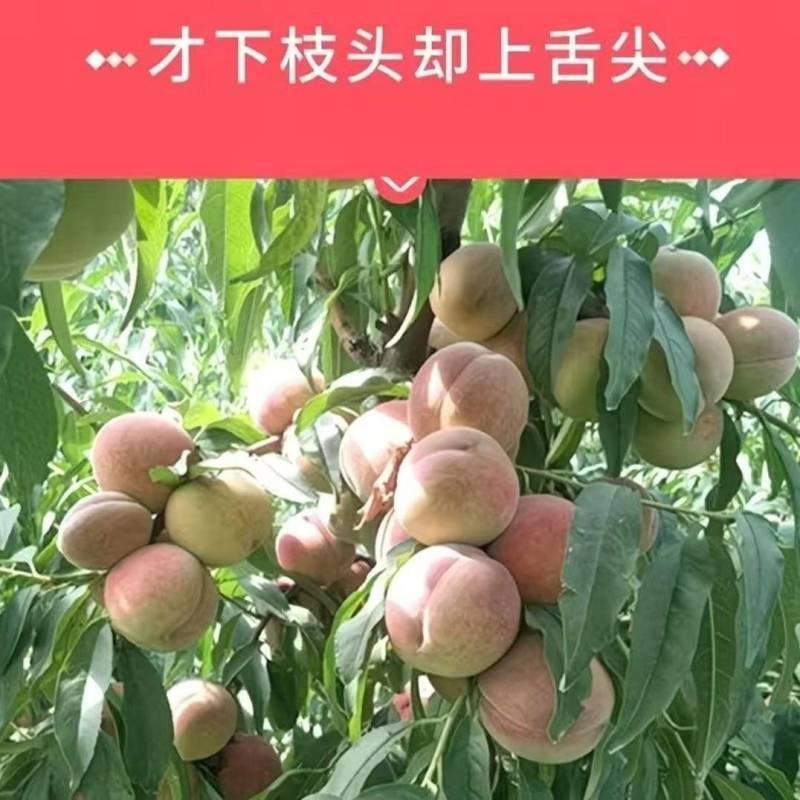 《畅销推荐》沂蒙山冬桃系列基地直发保质保量一条龙服务