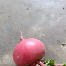 大红萝卜
