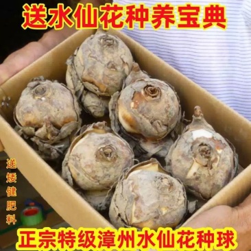 正宗漳州水仙花种球室内水培客厅植物盆栽耐寒冬季花卉浓香型