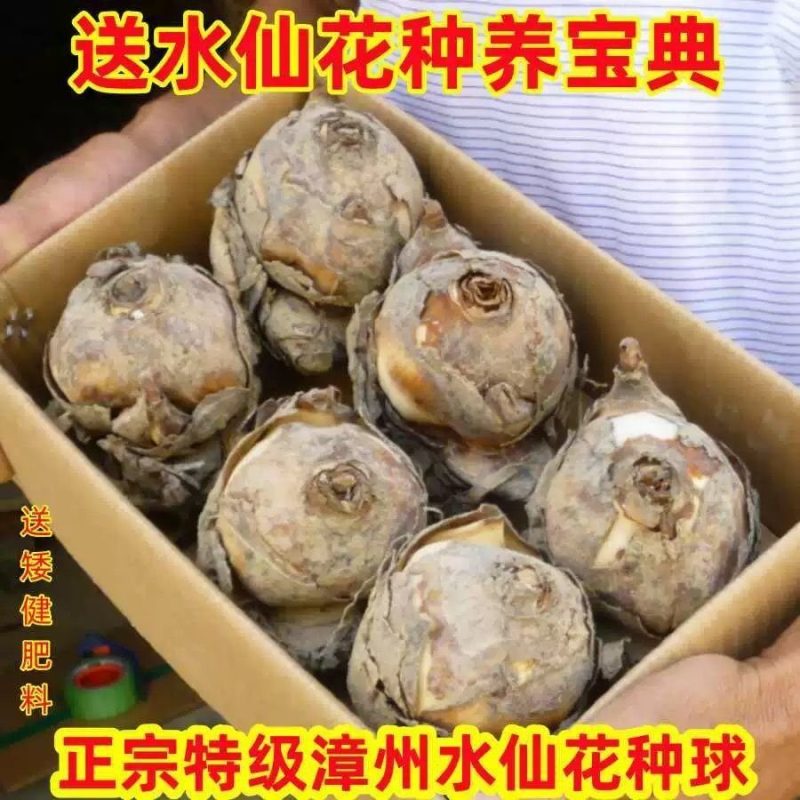 正宗漳州水仙花种球室内水培客厅植物盆栽耐寒冬季花卉浓香型