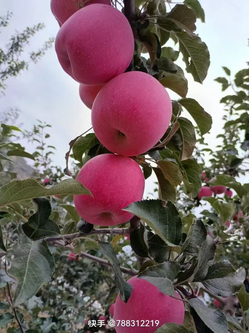 【包熟包甜】正宗宁夏硒砂瓜现摘现发无中间商皮薄多汁