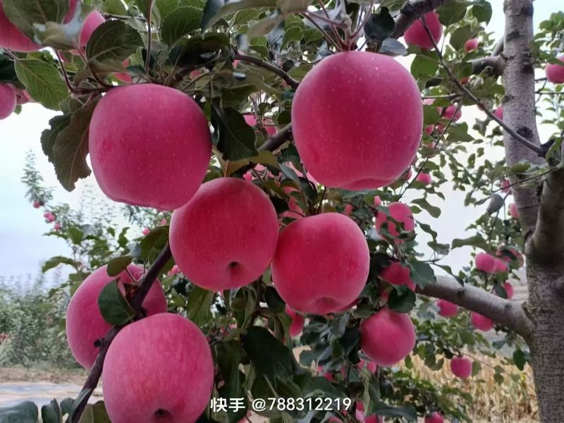 【包熟包甜】正宗宁夏硒砂瓜现摘现发无中间商皮薄多汁