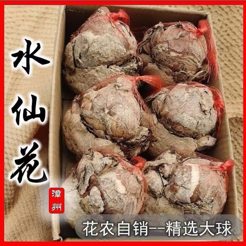 正宗福建漳州水仙花水培种球特级绿植冬季室内开花浓香型耐寒